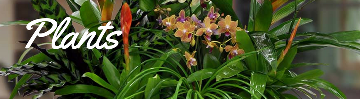 green plants blooming plants