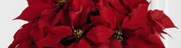 Poinsettias & Plants