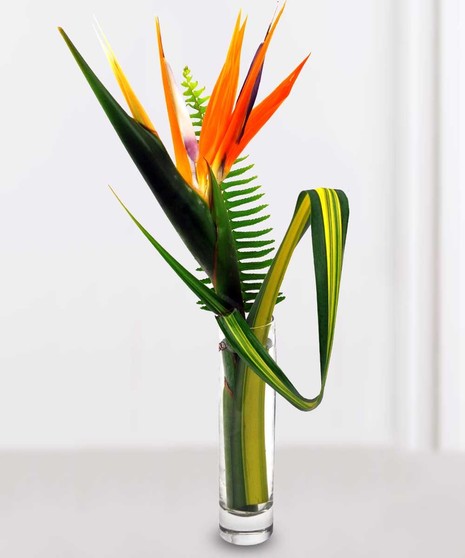 Best Value Bird of Paradise