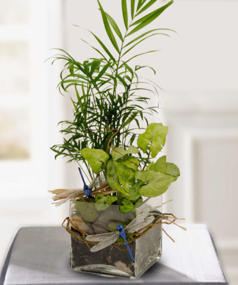Modern Desk Dish Garden