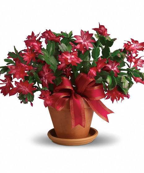 Flowering Plants Delivery: Send Blooming Plants