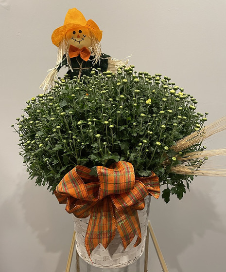 Fall Mum Plant