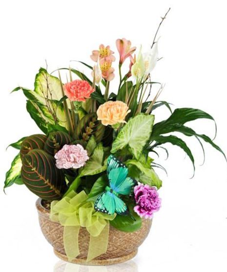 Flowering Plants